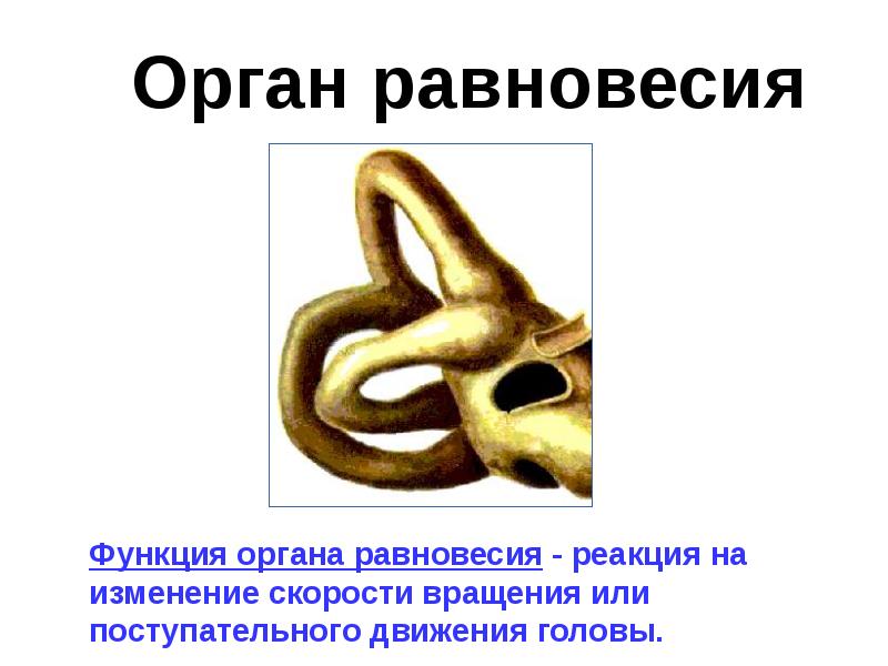 Орган равновесия Орган равновесия