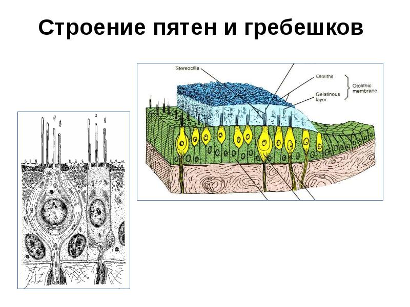 Строение пятен и гребешков Строение пятен и гребешков
