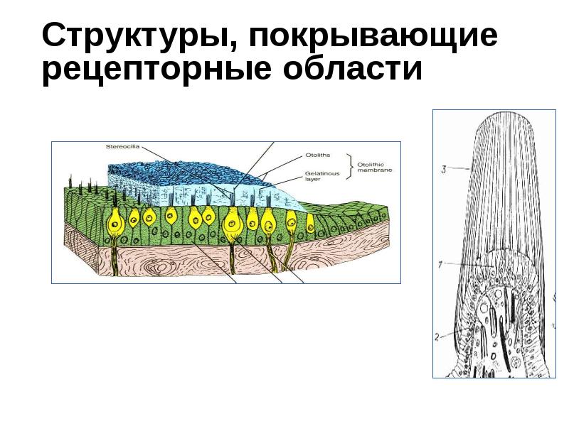 Структуры, покрывающие рецепторные области Структуры, покрывающие рецепторные области