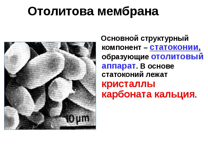 Отолитова мембрана
Основной структурный компонент – статоконии, Отолитова мембрана
Основной структурный компонент – статоконии,