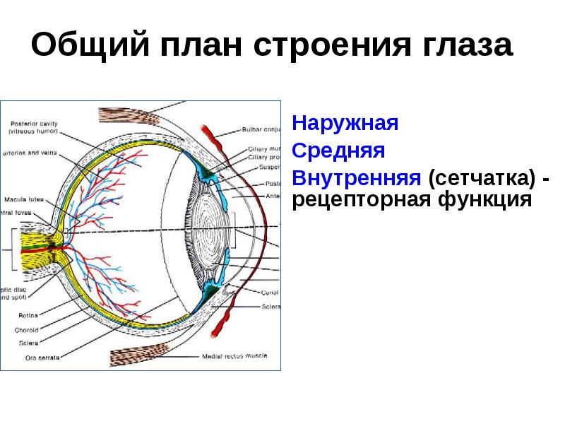 Общий план строения глаза
Наружная
Средняя
Внутренняя (сетчатка) - Общий план строения глаза
Наружная
Средняя
Внутренняя (сетчатка) -