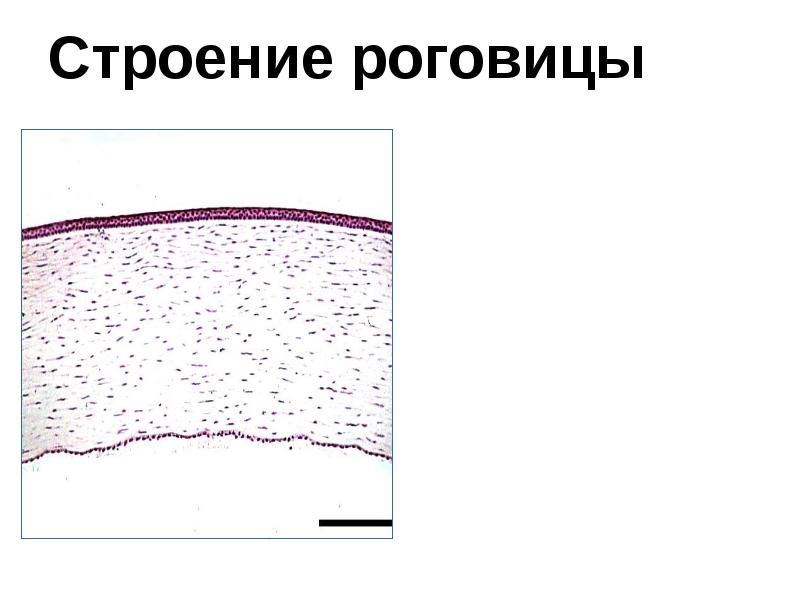 Строение роговицы Строение роговицы