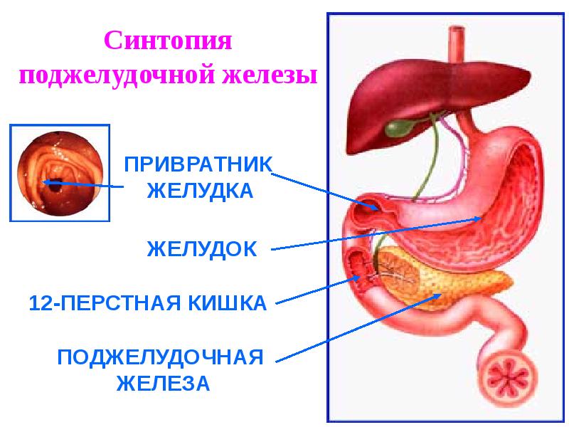 Желудка поджелудочной железы. Желудок и поджелудочная железа. 12 Перстная кишка и поджелудочная железа. Привратник поджелудочной железы. Синтопия поджелудочной железы.