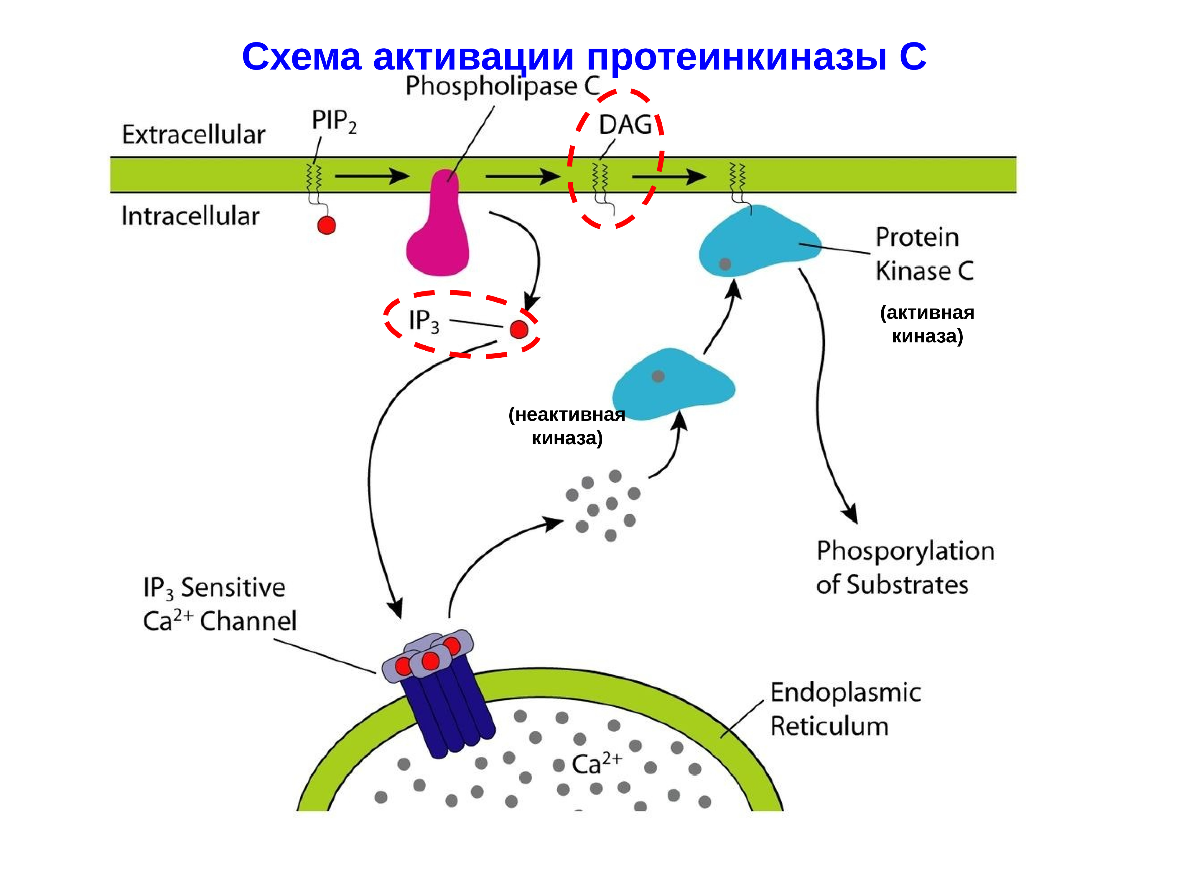 Протеинкиназа а. Схема активации протеинкиназы а. Протеинкиназа с механизм активации. Строение протеинкиназы. Протеинкиназа g активируется.