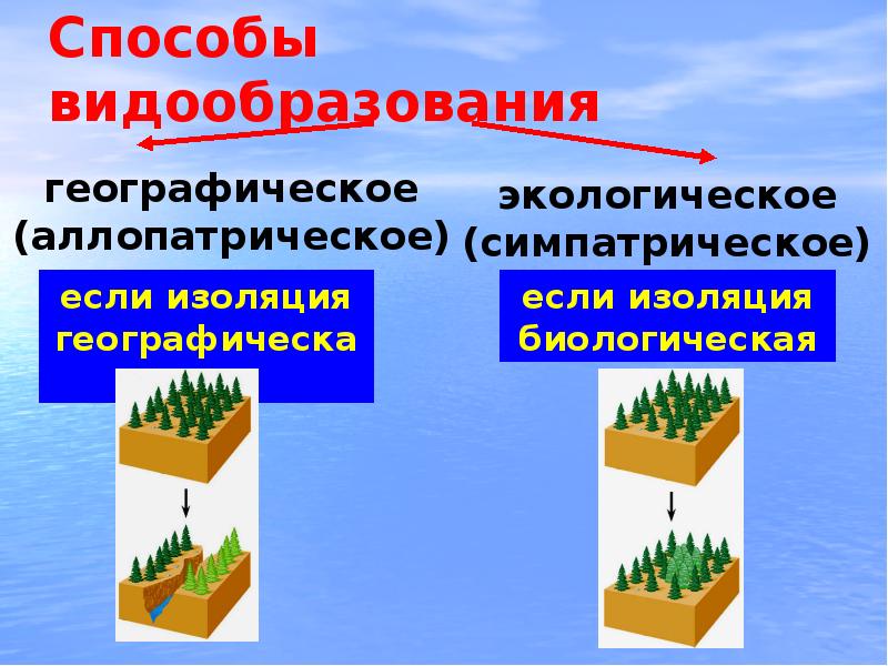 Роль изоляции в процессе видообразования