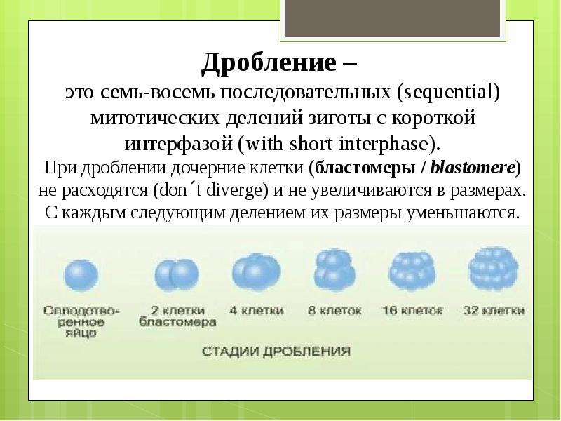 Чем отличается дробление от деления. Дробление. Дробление клетки. Дробление это митотическое деление зиготы. Дробление зиготы на дочерние клетки.