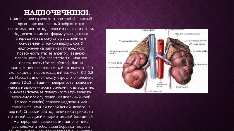 Презентация на тему надпочечники
