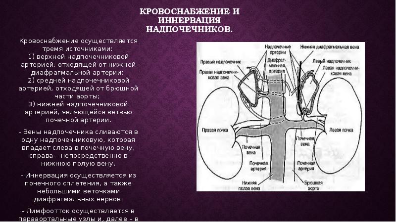 Презентация на тему надпочечники