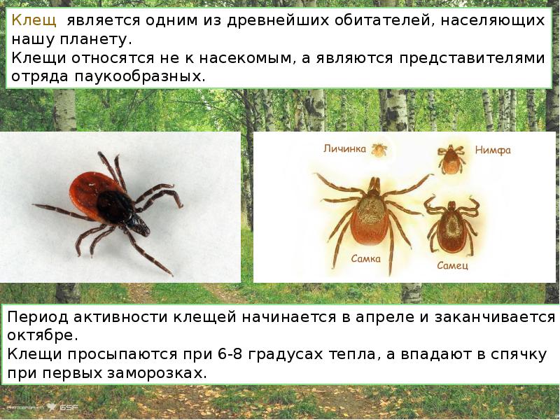 Осторожно клещи проект по биологии