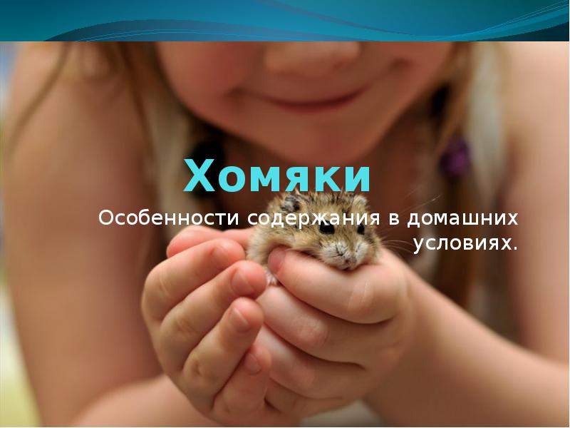 Хомяки
Особенности содержания в домашних условиях. Хомяки
Особенности содержания в домашних условиях.