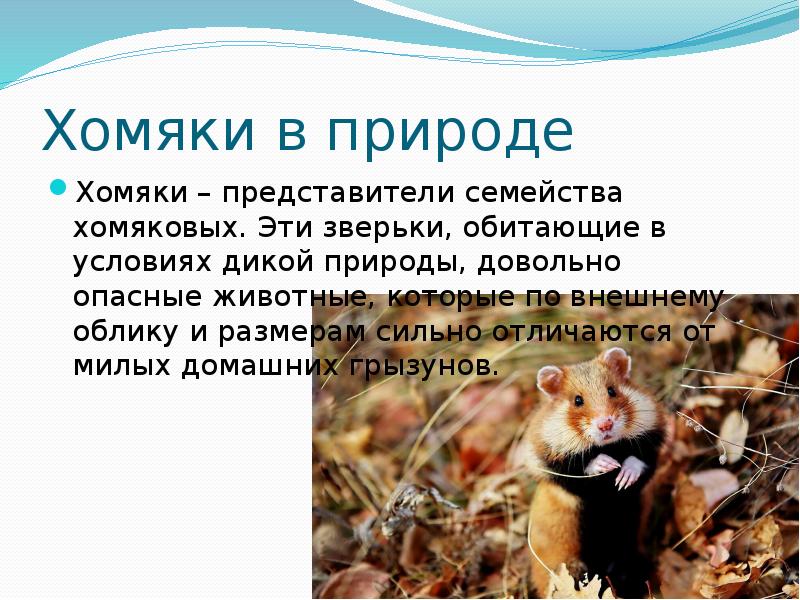 Хомяки в природе
Хомяки – представители семейства хомяковых. Эти зверьки, обитающие Хомяки в природе
Хомяки – представители семейства хомяковых. Эти зверьки, обитающие