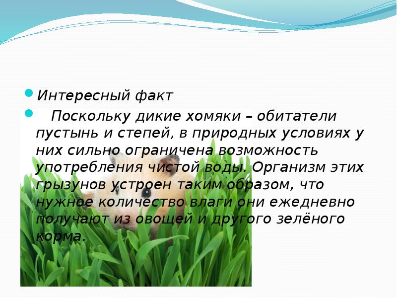 Интересный факт
Поскольку дикие хомяки – обитатели пустынь и степей, Интересный факт
Поскольку дикие хомяки – обитатели пустынь и степей,