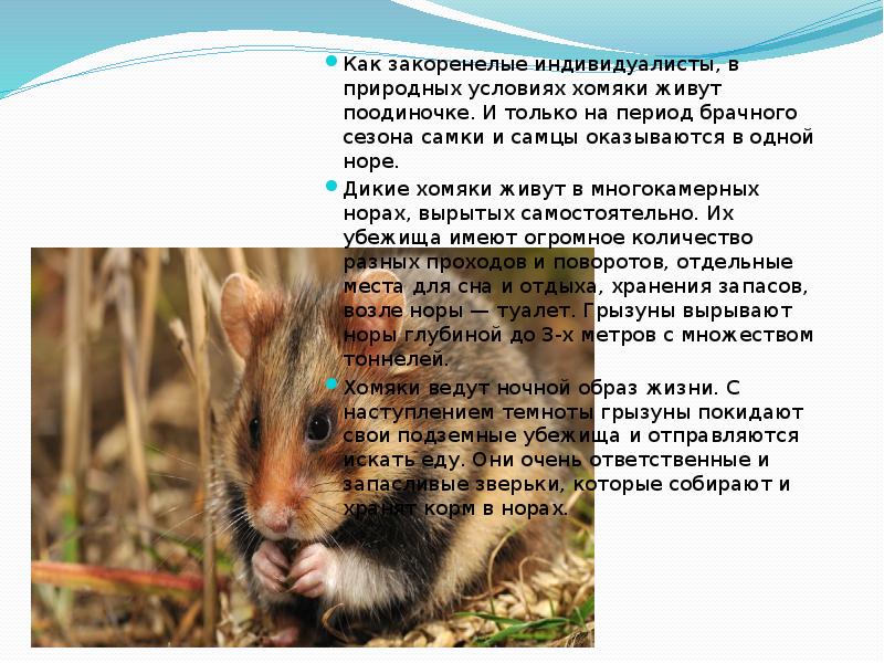 Как закоренелые индивидуалисты, в природных условиях хомяки живут поодиночке. И только Как закоренелые индивидуалисты, в природных условиях хомяки живут поодиночке. И только