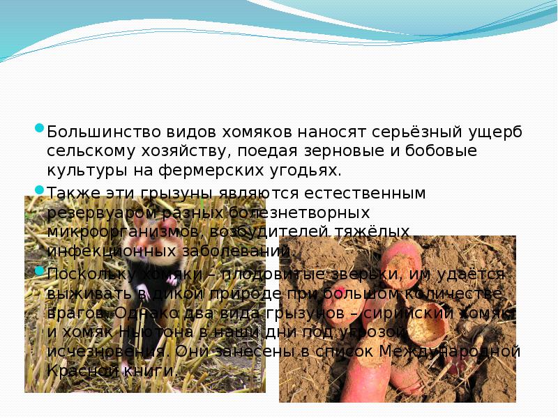 Большинство видов хомяков наносят серьёзный ущерб сельскому хозяйству, поедая зерновые и Большинство видов хомяков наносят серьёзный ущерб сельскому хозяйству, поедая зерновые и