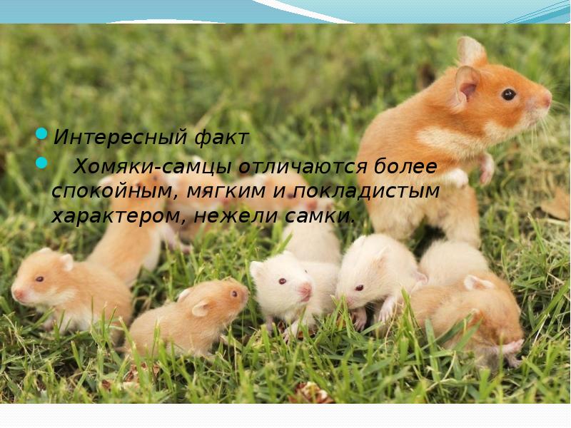 Интересный факт
Хомяки-самцы отличаются более спокойным, мягким и покладистым характером, Интересный факт
Хомяки-самцы отличаются более спокойным, мягким и покладистым характером,