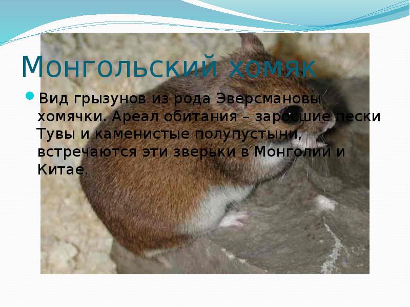 Монгольский хомяк
Вид грызунов из рода Эверсмановы хомячки. Ареал обитания – Монгольский хомяк
Вид грызунов из рода Эверсмановы хомячки. Ареал обитания –