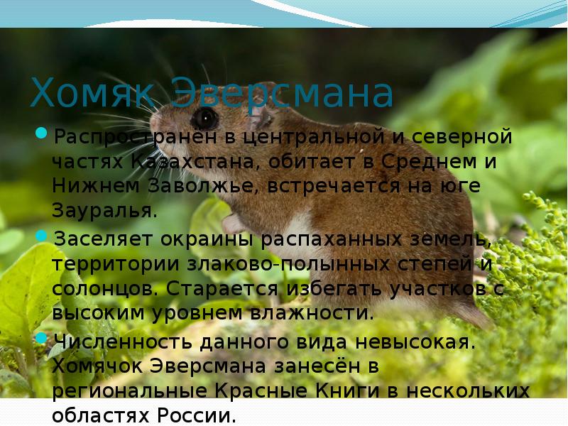 Хомяк Эверсмана
Распространён в центральной и северной частях Казахстана, обитает в Хомяк Эверсмана
Распространён в центральной и северной частях Казахстана, обитает в