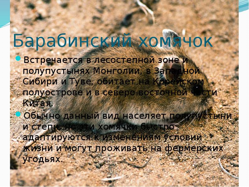 Барабинский хомячок
Встречается в лесостепной зоне и полупустынях Монголии, в Западной Барабинский хомячок
Встречается в лесостепной зоне и полупустынях Монголии, в Западной