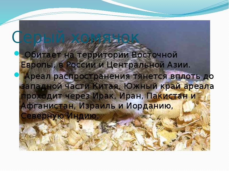 Серый хомячок
Обитает на территории Восточной Европы, в России и Центральной Серый хомячок
Обитает на территории Восточной Европы, в России и Центральной