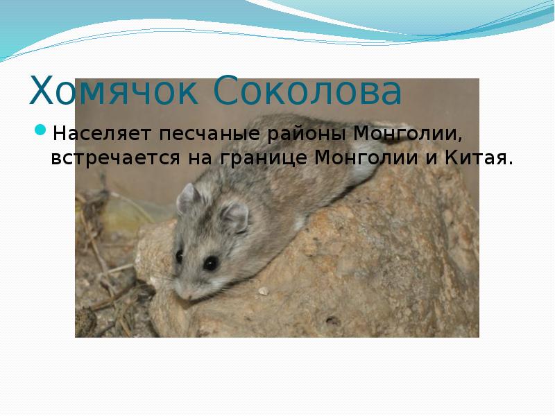 Хомячок Соколова
Населяет песчаные районы Монголии, встречается на границе Монголии и Хомячок Соколова
Населяет песчаные районы Монголии, встречается на границе Монголии и