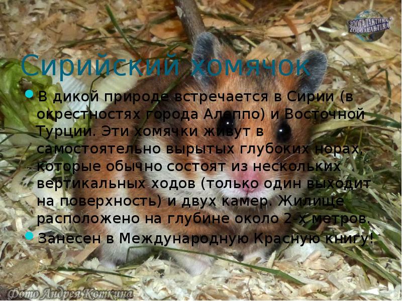 Сирийский хомячок
В дикой природе встречается в Сирии (в окрестностях города Сирийский хомячок
В дикой природе встречается в Сирии (в окрестностях города