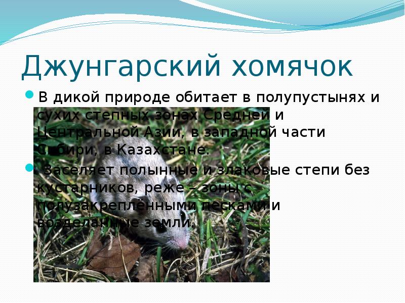 Джунгарский хомячок
В дикой природе обитает в полупустынях и сухих степных Джунгарский хомячок
В дикой природе обитает в полупустынях и сухих степных