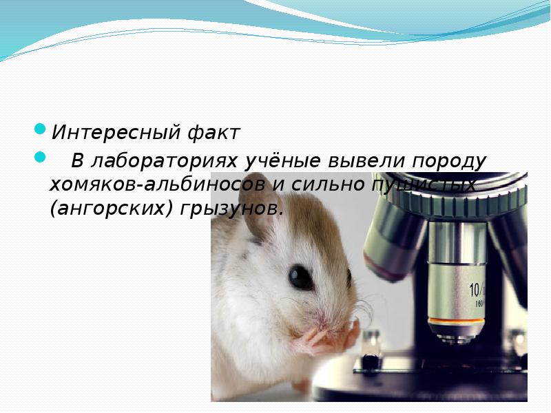 Интересный факт
В лабораториях учёные вывели породу хомяков-альбиносов и сильно Интересный факт
В лабораториях учёные вывели породу хомяков-альбиносов и сильно