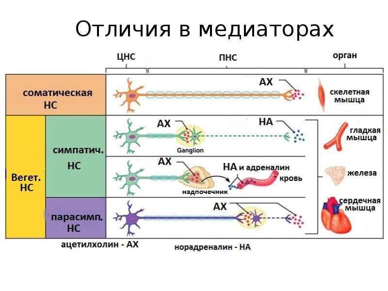 В соматической клетке лисицы содержится. Соматическая НС. Автономная НС И соматическая НС таблица. Соматические вещества примеры. Соматическая лента.