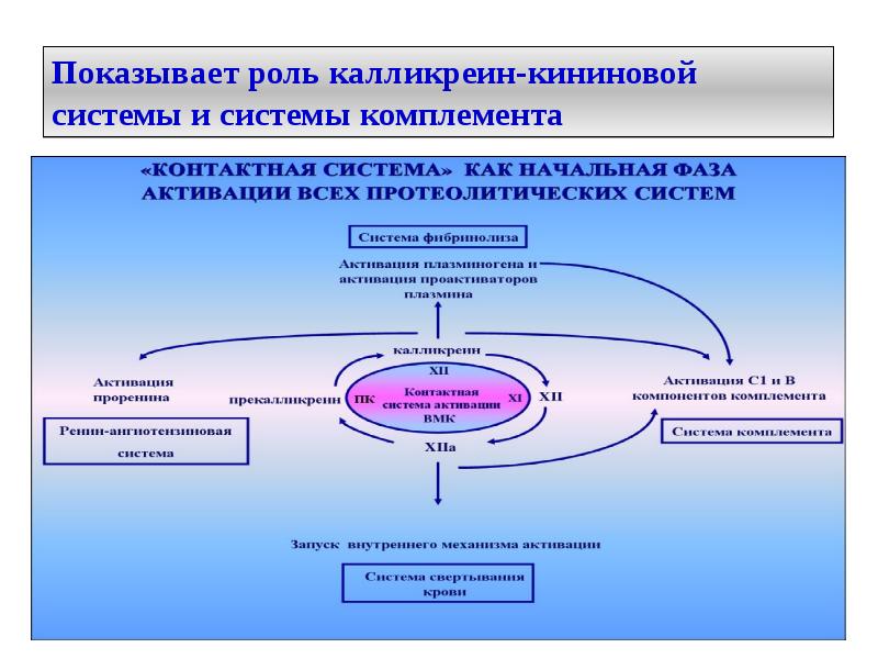 Калликреин кининовая система схема