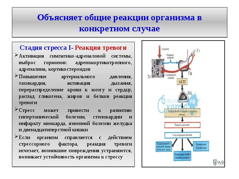 Общие реакции организма на повреждения презентация