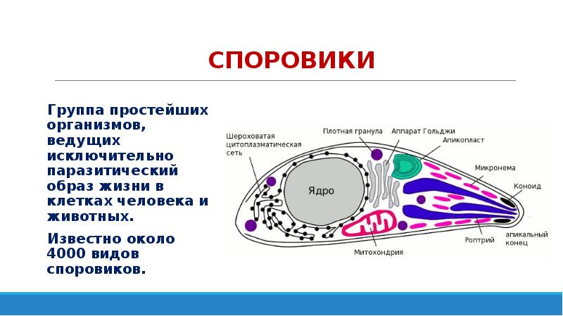 Кровяные споровики