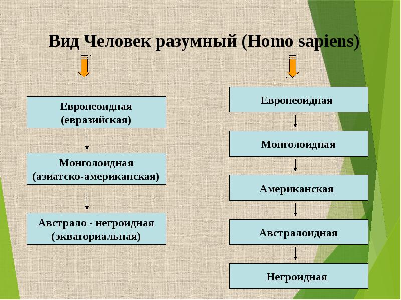 Презентация по биологии европеоидная раса