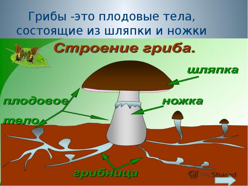 Тело гриба. Гриб (плодовое тело). Грибы у которых плодовое тело состоит из шляпки и пенька. Плодовое тело гриба состоит из. Царство организмов состоящие из грибов и шляпки.