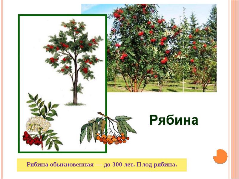 Плодовые деревья презентация для дошкольников