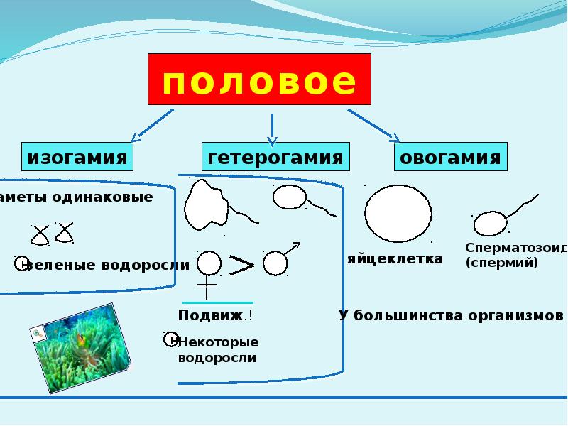 Половое размножение презентация