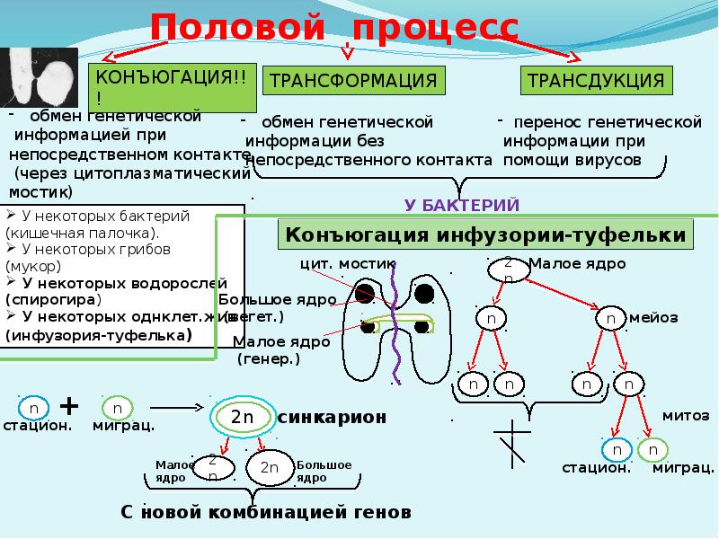 Гаметогенез у животных презентация