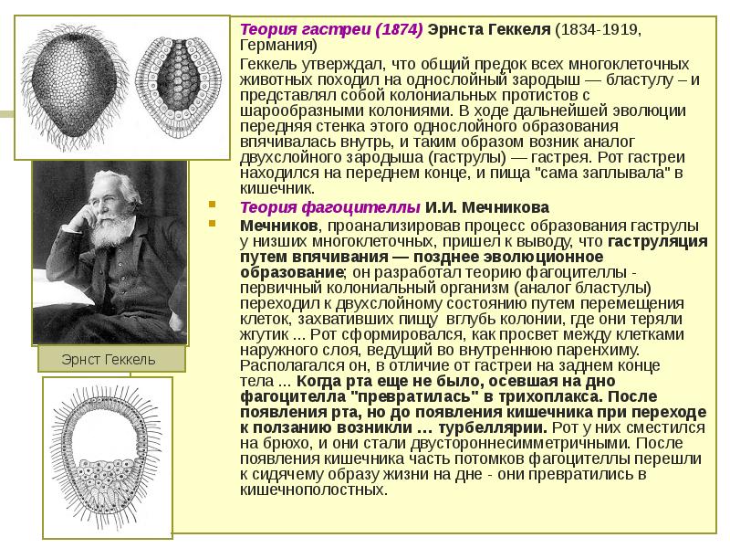 многоклеточные зеленые водоросли ламинария. хара многоклеточная зеленая водоросль. возникновение многоклеточных растений. растения одноклеточные колониальные и многоклеточные. одноклеточные многоклеточные и колониальные.