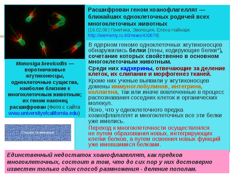 Организация и эволюция ядерного генома презентация