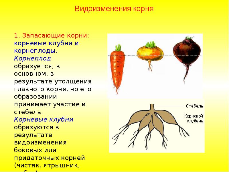 Выберите верный корень. Видоизменения корня корневые клубни. Корнеплоды строение и видоизменение. Корнеплод это видоизмененный корень и стебель. Свекла видоизменение побега.