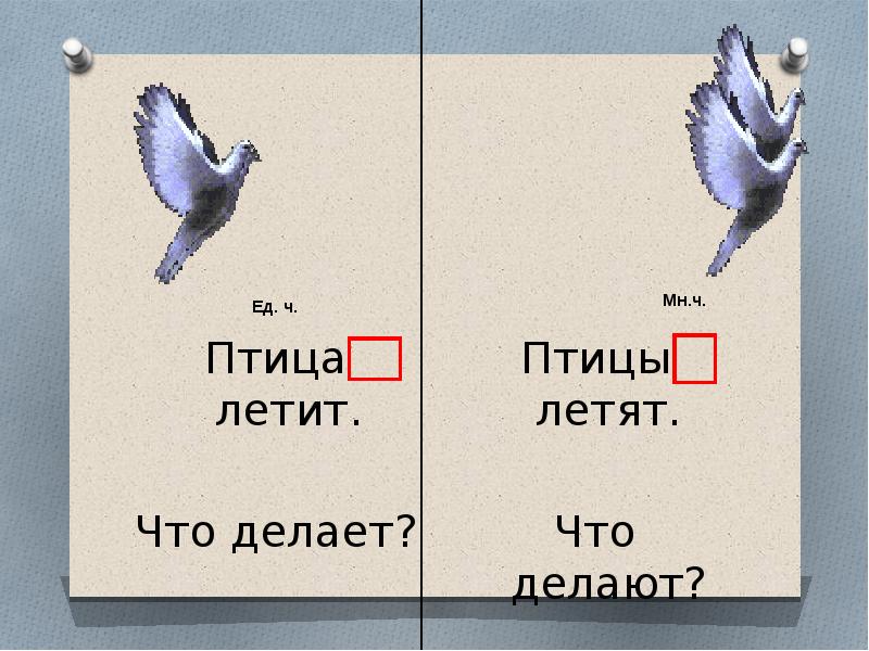 Откуда летишь. Птица что делает глаголы. Что делают птички глаголы. Что могут делать птицы глаголы. Что может делать птица глаголы.