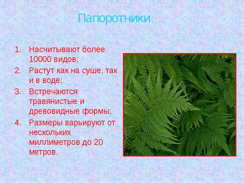 Презентация по биологии 6 класс плауны хвощи папоротники