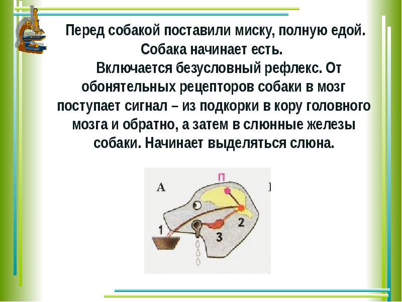 Презентация по биологии 8 класс вклад отечественных ученых в разработку учения о внд