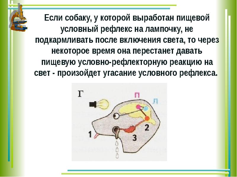 Презентация по теме вклад отечественных ученых в разработку учения о высшей нервной деятельности