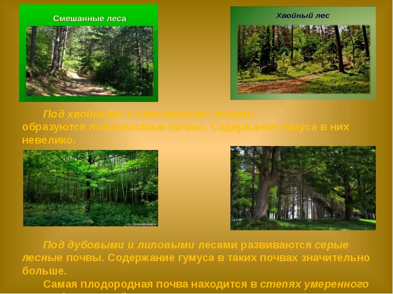 Почвы зоны смешанных лесов в россии. Растения смешанных лесов умеренного пояса. Почвы под хвойными лесами. Смешанные леса охрана. Смешанный лес проект.