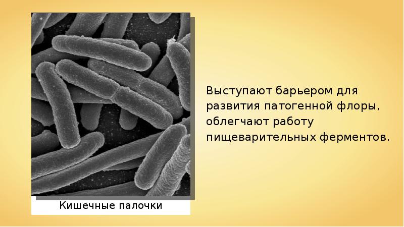 Всасывание питательных веществ в кровь 8 класс презентация пасечник