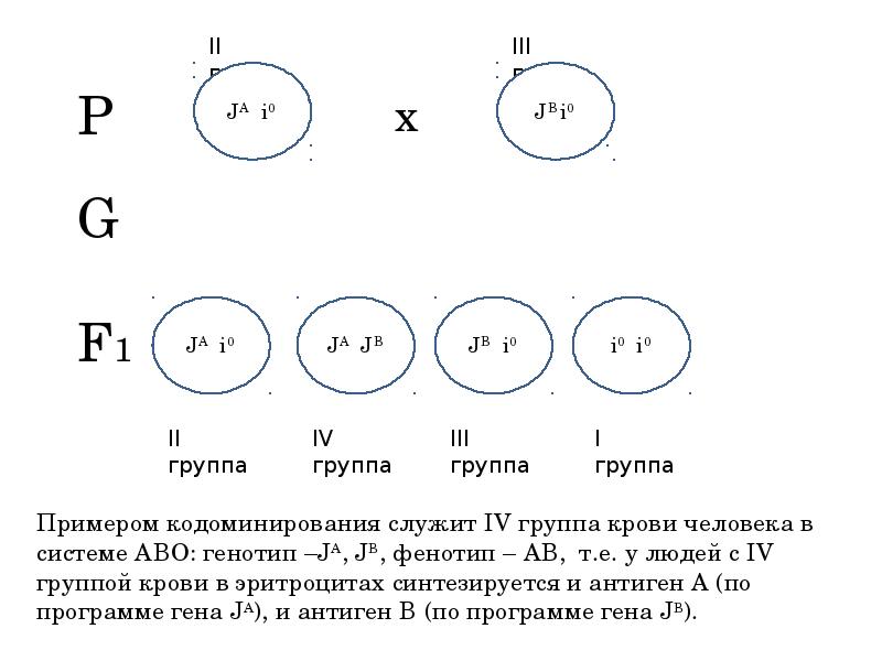 Множественное действие и взаимодействие генов 10 класс презентация