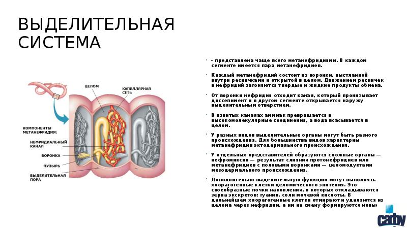 Почки метанефридии