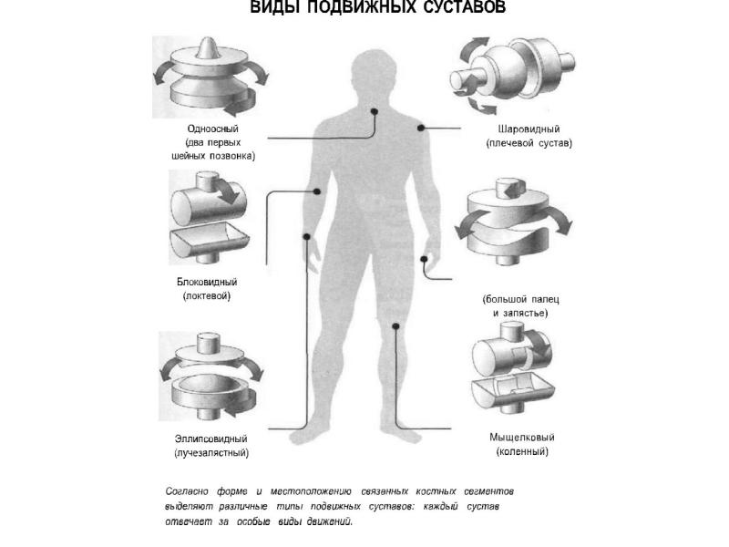 Биомеханика кроссворд. Биомеханика человека. Кроссворд биомеханика. Решение задач по биомеханике. Основы биомеханики физиологии и гигиены спорта кроссворд.