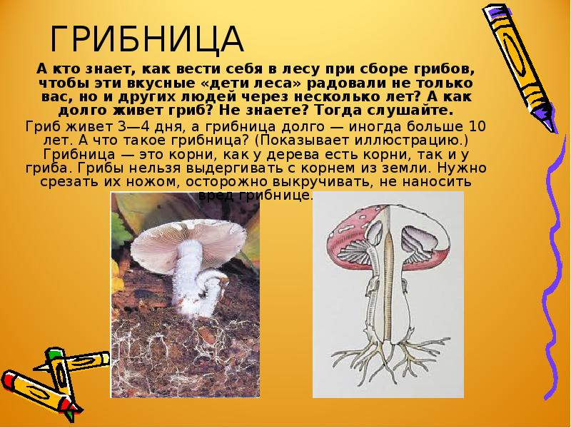 Грибница предложение. Презентация грибница. Грибница определение. При сборе грибов нельзя. Грибница это презентация для детей.