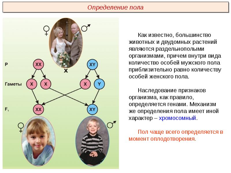 Генетика пола тест